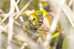 Parancistrocerus fulvipes