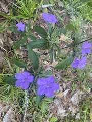 Ruellia caroliniensis