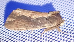 Hylaeora capucina