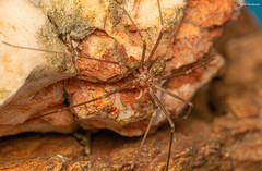 Loxosceles simillima