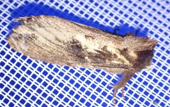 Hylaeora capucina