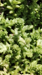 Sedum acre