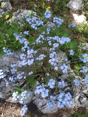 Myosotis lithospermifolia