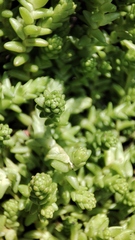 Sedum acre