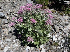 Adenostyles leucophylla