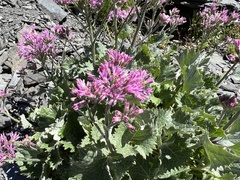 Adenostyles leucophylla