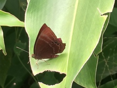 Abisara saturata kausambioides