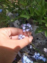 Myosotis lithospermifolia