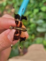 Palpopleura