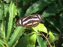 Athyma nefte subrata