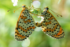 Melitaea didyma