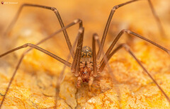 Loxosceles simillima