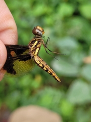 Palpopleura