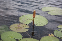 Nymphaea lotus