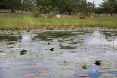 Nymphaea lotus
