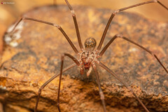 Loxosceles simillima