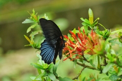 Papilio memnon heronus