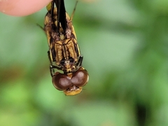 Palpopleura