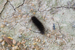 Barsine striata