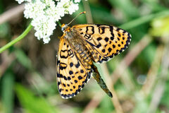 Melitaea didyma