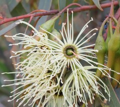 Eucalyptus sporadica