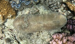 Ctenactis crassa
