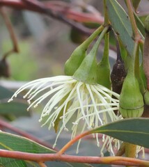 Eucalyptus sporadica