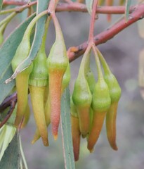 Eucalyptus sporadica