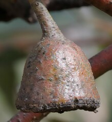 Eucalyptus sporadica
