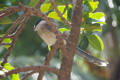 Cyanopica cyanus