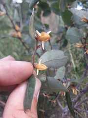 Xylopia tomentosa