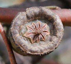 Eucalyptus sporadica