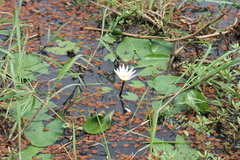 Nymphaea maculata