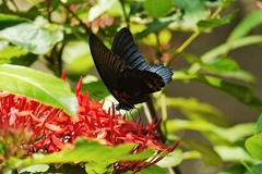 Papilio memnon heronus