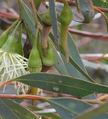 Eucalyptus sporadica