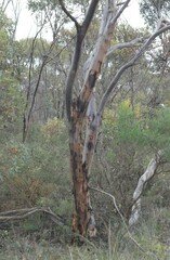 Eucalyptus sporadica