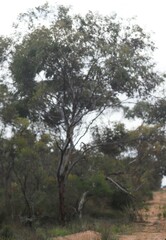 Eucalyptus sporadica