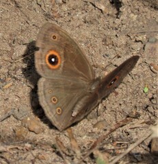 Brakefieldia perspicua