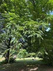 Pterocarya