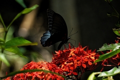 Papilio memnon heronus