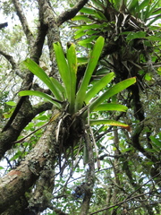 Tillandsia denudata