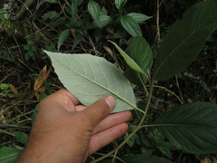 Critoniopsis bogotana