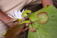 Nymphaea micrantha