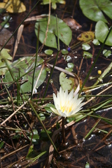 Nymphaea micrantha
