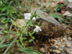 Lindernia procumbens