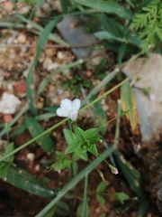Lindernia procumbens