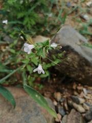 Lindernia procumbens