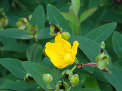 Hypericum