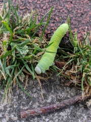 Cimbicidae