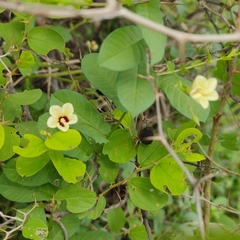 Xenostegia tridentata
